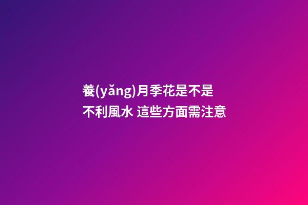 養(yǎng)月季花是不是不利風水 這些方面需注意